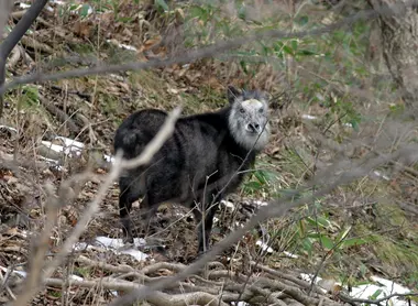 Un saro du Japon qu'il est possible de voir dans la gorge de Oirase.