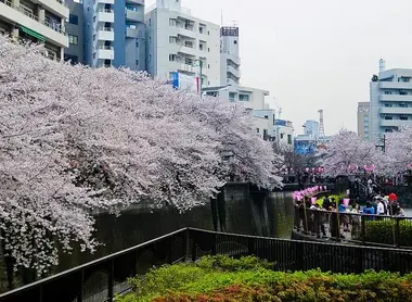 Les abords de la rivière Meguro à l'heure du Hanami