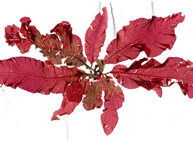 Les algues dulse au naturel.