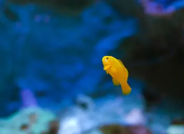 Un petit poisson jaune de l'Epson Aqua Park Un petit poisson jaune de l'Epson Aqua Park