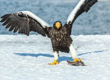 Le roi des aigles agrippant son repas
