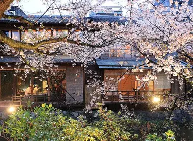 Cerisiers et verdure sur fond de machiya dans le quartier de Shirakawa. Cerisiers et verdure sur fond de machiya dans le quartier de Shirakawa.
