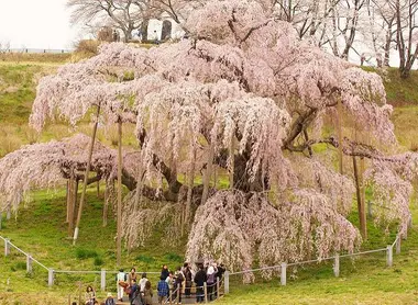 Le magnifique shidare zakura de la ville de Miharu.