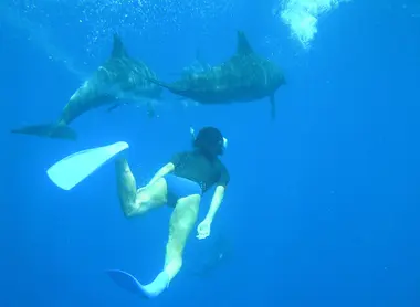 Parmi les nombreuses activités : nager avec les dauphins