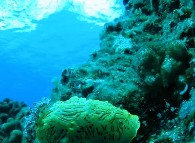 L'archipel d'Ogawasara est inscrit au patrimoine mondial de l'Unesco notamment pour la multitude des ses espèces endémiques. 