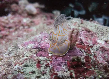 Une limace de mer photographiée lors d'une séance de snorkeling dans les îles Miyako.