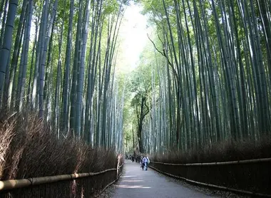Les chemins de la bambouseraie d'Arashiyama Les chemins de la bambouseraie d'Arashiyama