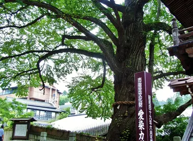 La fameux Aizen Katsura du temple Kitamuki Kannon à Besshô Onsen.