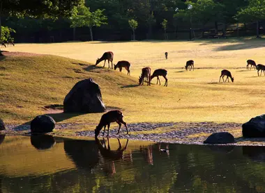 Quelques daims, un matin à Nara. Quelques daims, un matin à Nara.