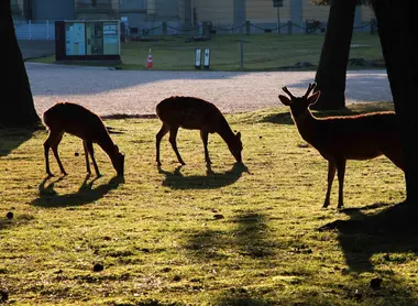 Des daims dans la lumière du matin à Nara.