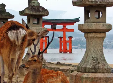 Les daims de Miyajima. Les daims de Miyajima.