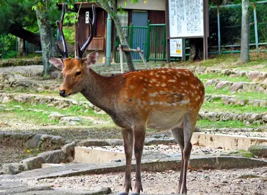 Un magnifique daim à Nara.