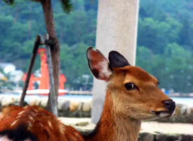 Un des petits daims de Miyajima. Un des petits daims de Miyajima.
