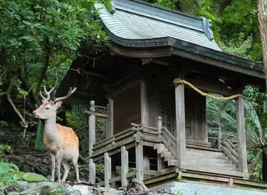Le Kashima-jinja et un petit daim de l'île. Le Kashima-jinja et un petit daim de l'île.
