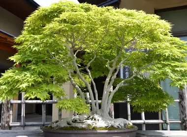 Dans le jardin du musée d'Omiya, les bonsaïs rivalisent de beauté