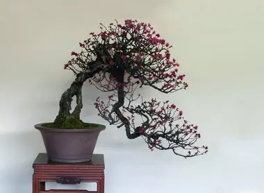 L'un des nombreux bonsaï présenté dans le jardin Fujikawa Kouka-en à Osaka