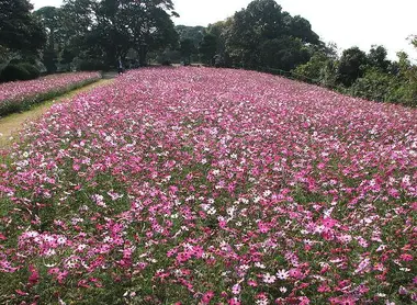 Champs de cosmos à Nokonoshima Champs de cosmos à Nokonoshima