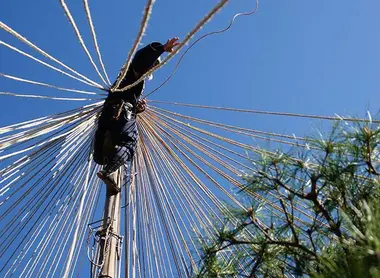 Mise en place des parapluies pour protéger les arbres du poids de la neige