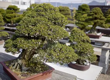 Un bonsaï à Kinashi, Takamtsu Un bonsaï à Kinashi, Takamtsu