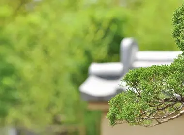 Gros plan d'un bonsaï au Musée d'Omiya, à Tokyo