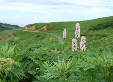 La flore de l'île Rebun La flore de l'île Rebun