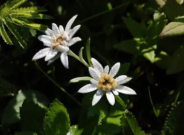 Rebun-usuyuki-sô, l'édelweiss de Rebun