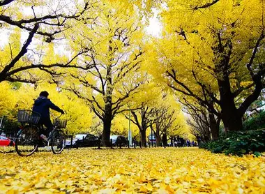 Les ginkgos près du Meiji Jingu Gaien Les ginkgos près du Meiji Jingu Gaien