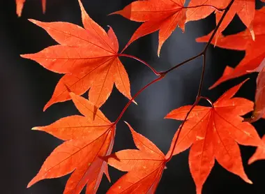 Hokkaido est la première région à voir ses feuilles rougir en automne.