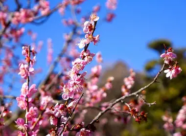 Plum flowers in early spring Plum flowers in early spring