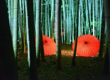La forêt de bambous illuminée du Kôdai-ji à Kyoto La forêt de bambous illuminée du Kôdai-ji à Kyoto