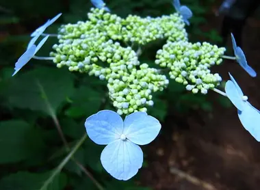 La flore de Shirakami-Sanchi