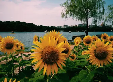 Sunflowers around the Ohori Park pond Sunflowers around the Ohori Park pond