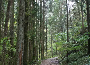 The path into the forest