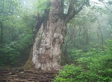 Paysage de forêt à Yakushima