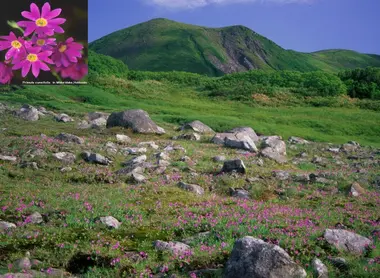 Les fleurs alpines parsèment les prairies des plateaux du parc Daisetsuzan Les fleurs alpines parsèment les prairies des plateaux du parc Daisetsuzan