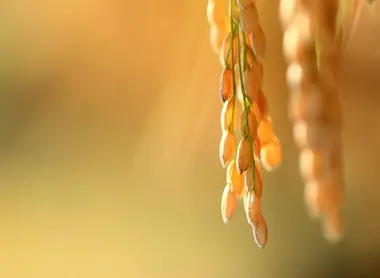 Epis de riz fraîchement récoltés Epis de riz fraîchement récoltés