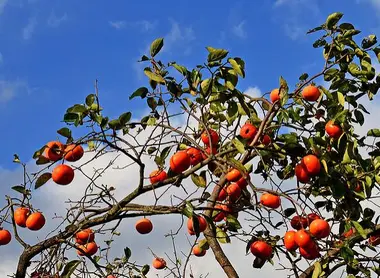 Des kakis encore sur l'arbre