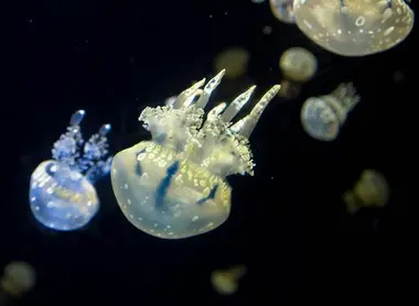 Admirez une cinquantaine d'espèces de méduses Admirez une cinquantaine d'espèces de méduses