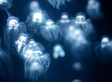 Observez le comportement des méduses à travers les vitres de l'aquarium Observez le comportement des méduses à travers les vitres de l'aquarium