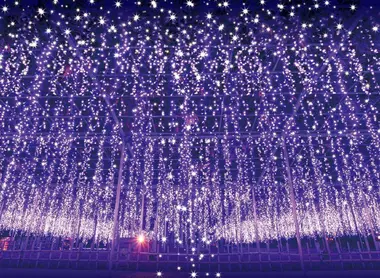 Les glycines illuminés du Flower Park d'Ashikaga