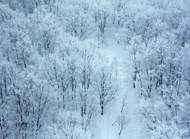 La forêt givrée vue depuis le téléphérique en montant au sommet du mont Hakkôda