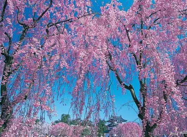 Les cerisiers en pleine floraison devant le château de Hirosaki, à Aomori