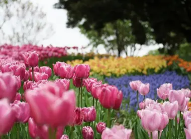 Tulipes du Parc mémorial Shôwa, à Tokyo