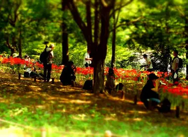 Le Parc mémorial Shôwa offre un écrin de verdure aux Tokyoïtes Le Parc mémorial Shôwa offre un écrin de verdure aux Tokyoïtes