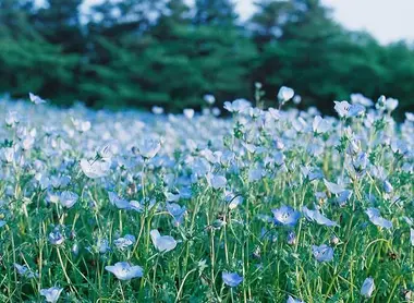 Le Parc mémorial Shôwa est le plus grand espace vert de Tokyo