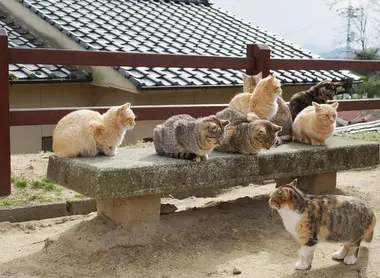 Les chats d'Onomichi