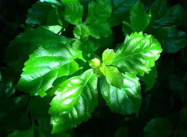 La fête des sept herbes tire ses origines de la Chine ancienne