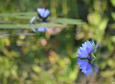 Les nymphéas bleus peuvent être admirés de juillet à octobre exclusivement au jardin de Kitagawa. Les nymphéas bleus peuvent être admirés de juillet à octobre exclusivement au jardin de Kitagawa.