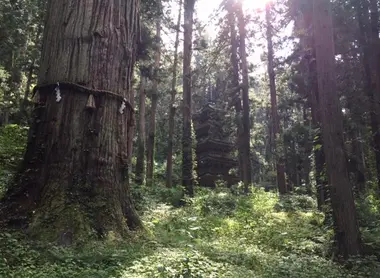 Le plus vieux cèdre, entouré d’une corde sacrée et baptisé Jiji-sugi, aurait plus de 1 400 ans.