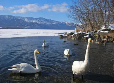 Les cygnes du lac Kussharo